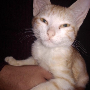 ela veziyetdedi çürügü yoxdu xadovoyu sazdı ili 2017 - di QİYMETİ 10 A