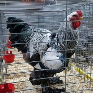 sekildeki heyvan bala alindigina gore satilir serg