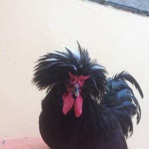 Ağ papaq ( rahibe toyuq) Butun peyvend ve  dermani olunub, Fere iled