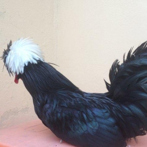 Ağ papaq ( rahibe toyuq) Butun peyvend ve  dermani olunub, Fere iled