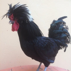 Ağ papaq ( rahibe toyuq) Butun peyvend ve  dermani olunub, Fere iled