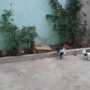 salam. 1xoriz 10toyuq. 11denesin 10un hesabliram. 