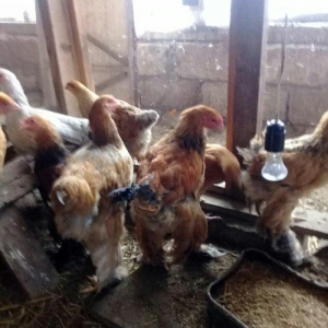 brama cuceleri satilir esl qan ve tam saglam butun