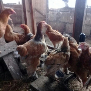 brama cuceleri satilir esl qan ve tam saglam butun vaksinleri vurulub