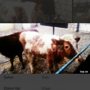 satıram erkek danalar volqoqradan gelıb bırı qabasdı bırı buynuzlu sax