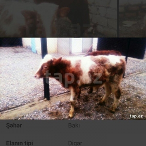 satıram erkek danalar volqoqradan gelıb bırı qabasdı bırı buynuzlu sax