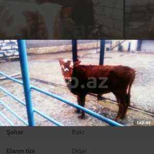 satıram erkek danalar volqoqradan gelıb bırı qabasdı bırı buynuzlu sax