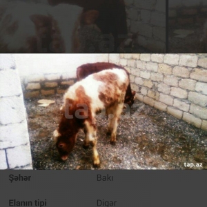 satıram erkek danalar volqoqradan gelıb bırı qabasdı bırı buynuzlu sax