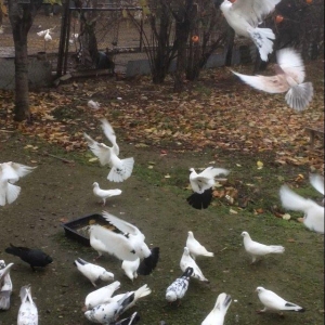 Son qiymetdi 29quwdu quwdara soz yoxdu elesi var tek 100manata alinib