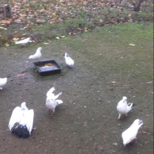 Son qiymetdi 29quwdu quwdara soz yoxdu elesi var tek 100manata alinib