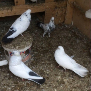 Son qiymetdi 29quwdu quwdara soz yoxdu elesi var tek 100manata alinib