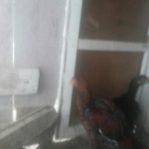 heyrati temiz cins fere ve xoruz xoruzu 5 ayliqdi 50 azn