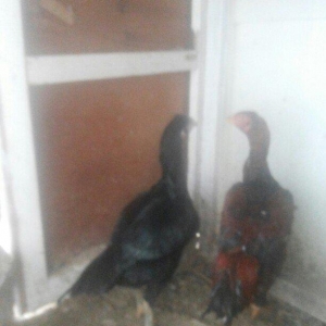 heyrati temiz cins fere ve xoruz xoruzu 5 ayliqdi 50 azn