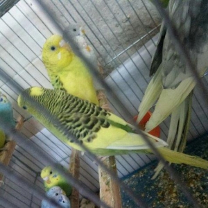 Tutuquwlari satilir hec bir problemleri yoxdu 13 edet valnisli 2 koril