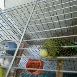 Tutuquwlari satilir hec bir problemleri yoxdu 13 edet valnisli 2 koril