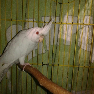 5 aylig cut albinos karella satiram.tam saglam ve aktiv quwlardi.cutu