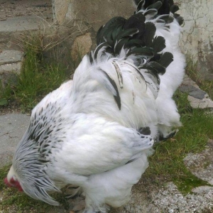 Bakida teze gan. Brama Light Slovakiyadan yumurtalari getirmiwem.