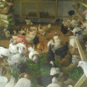 6 azn fereler 6 ve 7 ayliqlar heyet serayitinda saxlanir
SABUNCU RAYON