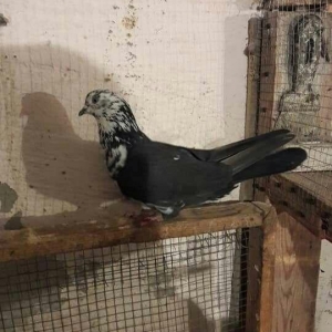 ag dow erkeydi 1 heftedi heyvan gezirdi axir ki geldi duwdu satilir