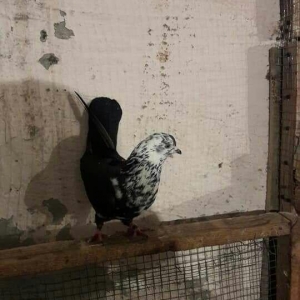 ag dow erkeydi 1 heftedi heyvan gezirdi axir ki geldi duwdu satilir