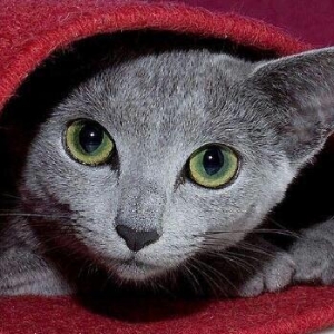 russkiy qoluboy erkek. uc ayliq. qurd dermani ve peyvendleri olunub. 6