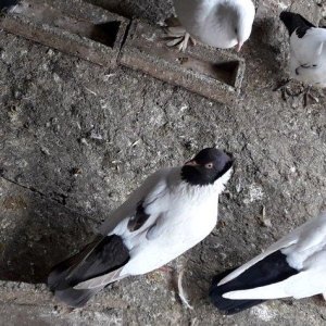 Tam saglam qizgin boz manax maya.Belinde biraz lekesi var wekle