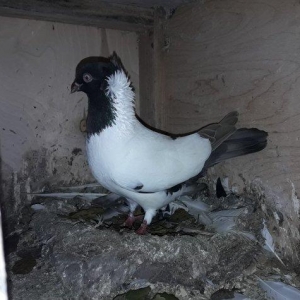 Tam saglam qizgin boz manax maya.Belinde biraz lekesi var wekle