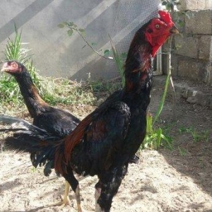 heyreti 1 ilik xoruzdu cinsi patel 2 qelebesi var