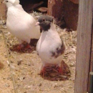 Gozel goybaw maya saglamdi bala verir pirablemi yoxdu zemanet vererem