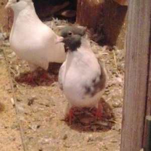 Gozel goybaw maya saglamdi bala verir pirablemi yoxdu zemanet vererem