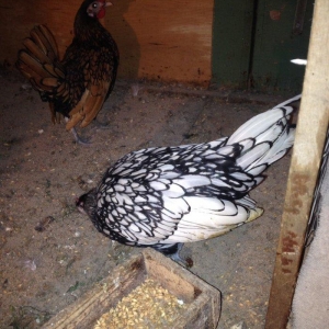 5 aylıq Zibrit xoruzu Satıram barterde mümkündü zibrit feresiyle Tekl