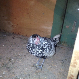 5 aylıq Zibrit xoruzu Satıram barterde mümkündü zibrit feresiyle Tekl