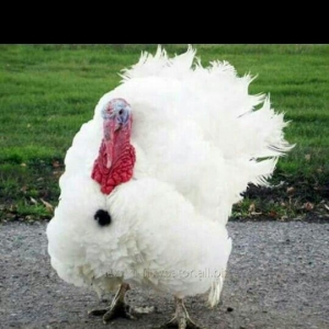 hind toyugu kanada sortu (induska) 1denesi 6ayliglar 55azn.15,16kiloya