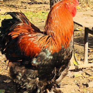 Bir cut temiz brama satilir bir xoruz bir fere her ikisi 9 ayliqdilar