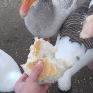 1 KQ 10 AZN. Unvan Sulutepe..Temizlenib Verilir.3 KQ Cekileri Olur.