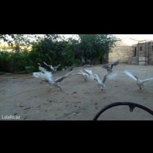 1 KQ 10 AZN. Unvan Sulutepe..Temizlenib Verilir.3 KQ Cekileri Olur.