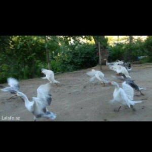 1 KQ 10 AZN. Unvan Sulutepe..Temizlenib Verilir.3 KQ Cekileri Olur.