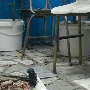 14 tuk eni quyruq hundur cilpaq ayaq qalofka qara baw difekti yoxdu sa