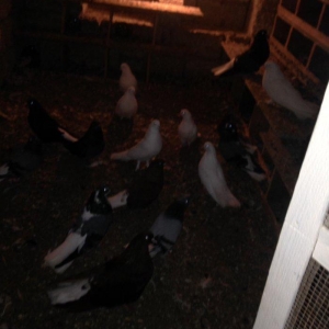 Nikolay quwlaridi.ancaq 4 aqlar satilir ata ana 2 cute hazir olan keve