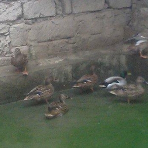 oz qujlarimdi axlamdilar ordekler  180 m qirqovul 45 m real aliciliya