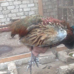 oz qujlarimdi axlamdilar ordekler  180 m qirqovul 45 m real aliciliya