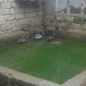 oz qujlarimdi axlamdilar ordekler  180 m qirqovul 45 m real aliciliya