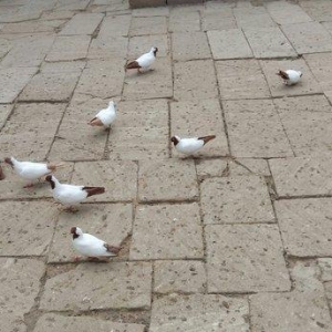 Qara baw,qirmizi baw manaxlar satilir. Erkey maya. Balada var. Ciddi w