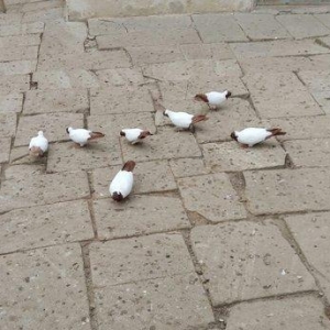 Qara baw,qirmizi baw manaxlar satilir. Erkey maya. Balada var. Ciddi w