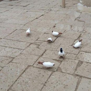 Qara baw,qirmizi baw manaxlar satilir. Erkey maya. Balada var. Ciddi w