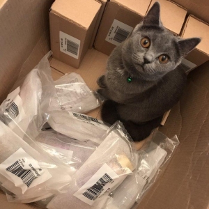 Britanskaya devochka