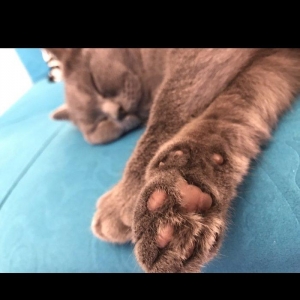 Britanskaya devochka