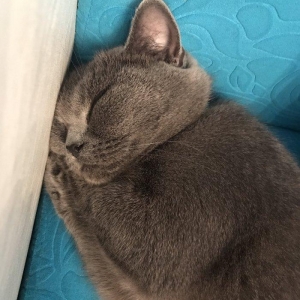 Britanskaya devochka