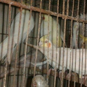 Korella papuqayi tam hazir mayani diwi quwu tam hazir erkeyle deyiwdir