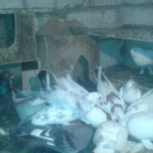 Quw goyercin  super icinde saatlig ucan quwlarim var tutmalar satilir